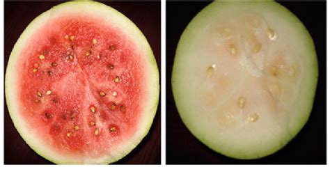 ripe vs unripe watermelon